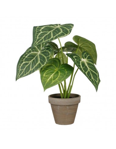 Maceta caladium oreja de elefante verde, ø21 x 28 cm