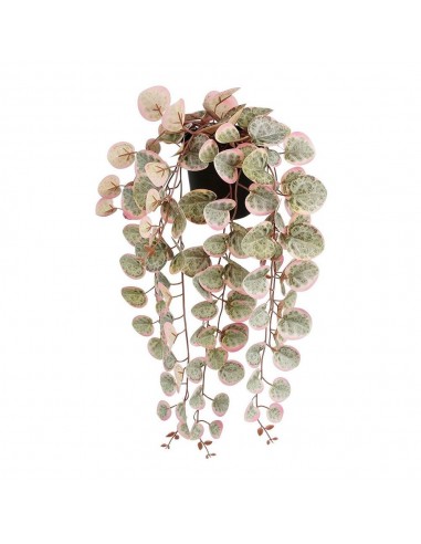 Maceta colgante ceropegia woodii collar de corazones rosa, 12 x 10 x 46 cm