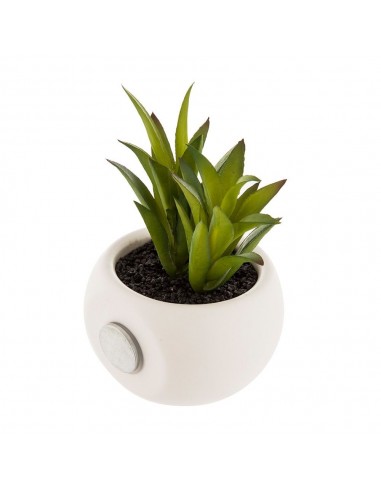 Maceta mini con iman de suculenta, 6 cm, modelos variados