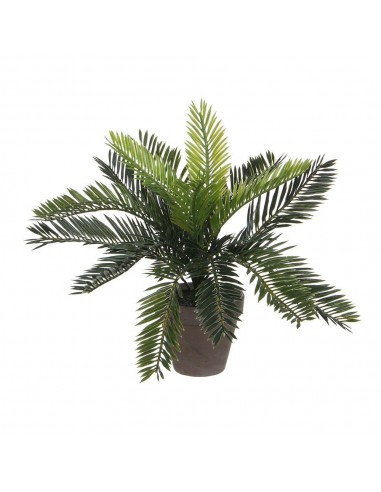 Maceta de palmera sago cyca revoluta, 40 x 40 x 33 cm