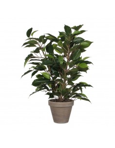 Maceta de ficus natasja, ø11,5 x 40 x 30 cm