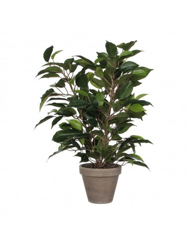 Maceta de ficus natasja, ø11,5 x 40 x 30 cm